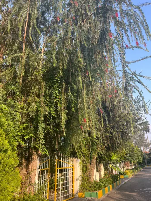 فروش زمین در شهرک با اصالت چسبیده ب نمک آبرود|فروش زمین و ملک کلنگی|هچیرود, |دیوار