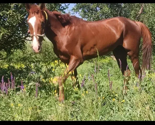 نریان کرد|اسب و تجهیزات اسبسواری|ارومیه, |دیوار