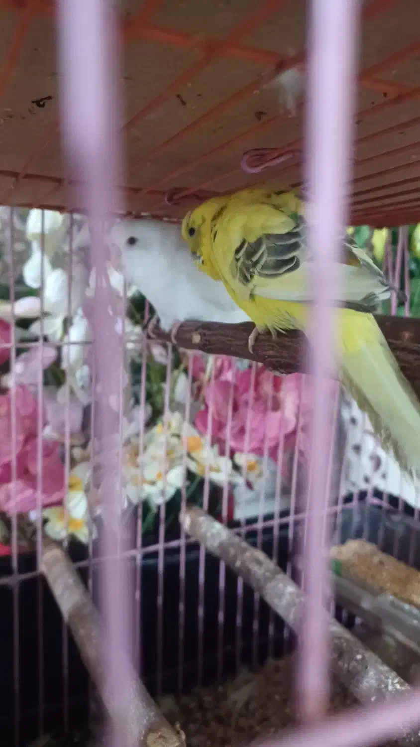 مرغ عشق|پرنده|اندیمشک, |دیوار