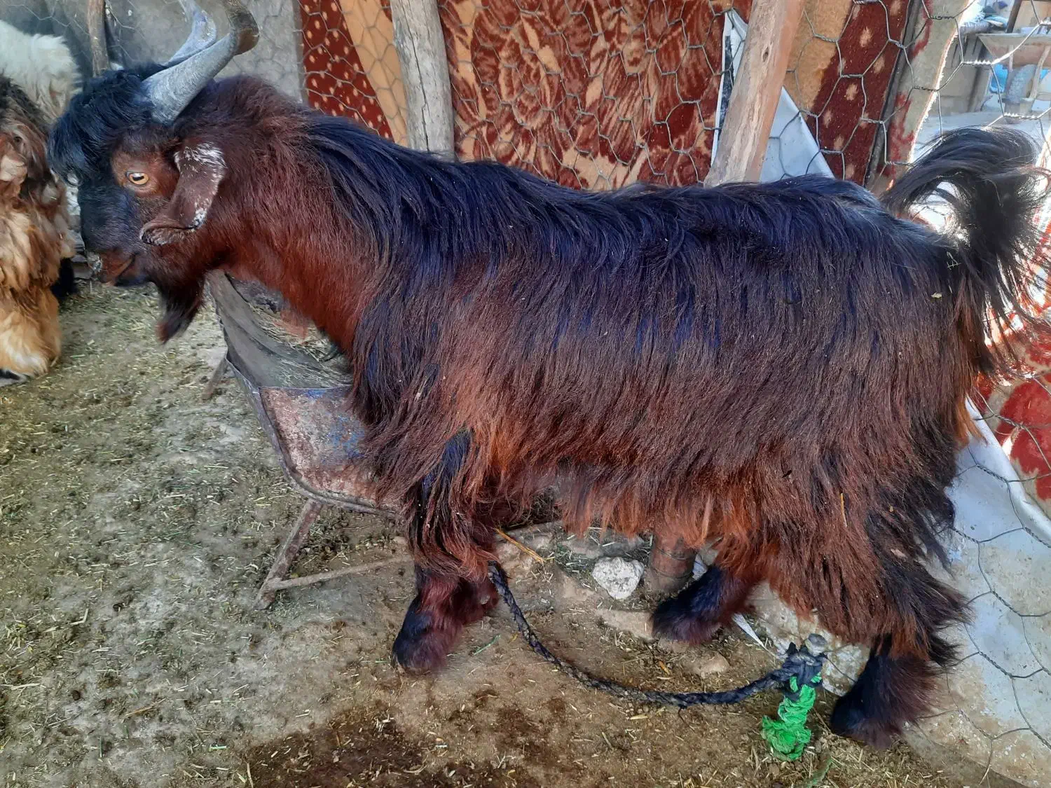 فروش کهره چاق|حیوانات مزرعه|دهدشت, |دیوار