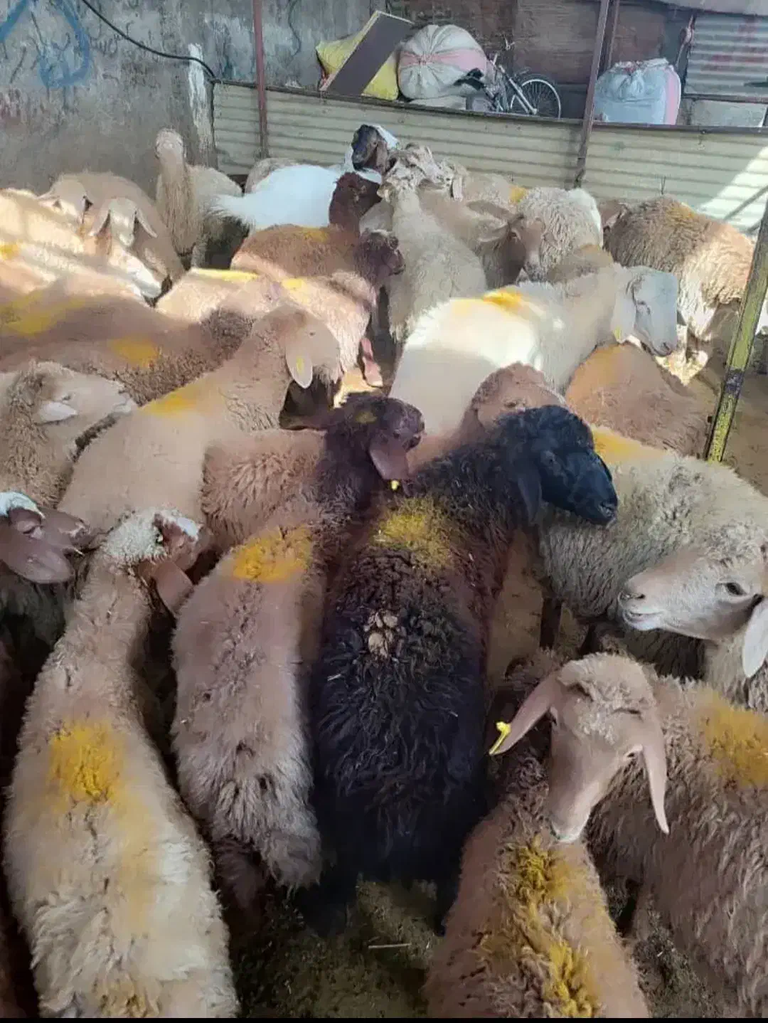 گوسفند مغان|حیوانات مزرعه|تهران, تهرانسر شمالی|دیوار