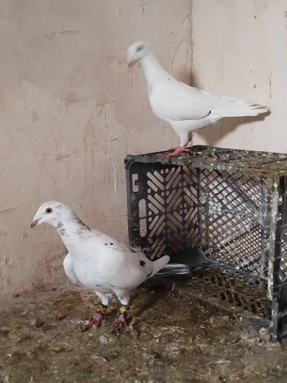 سار جفت|پرنده|تربت جام, المهدی|دیوار