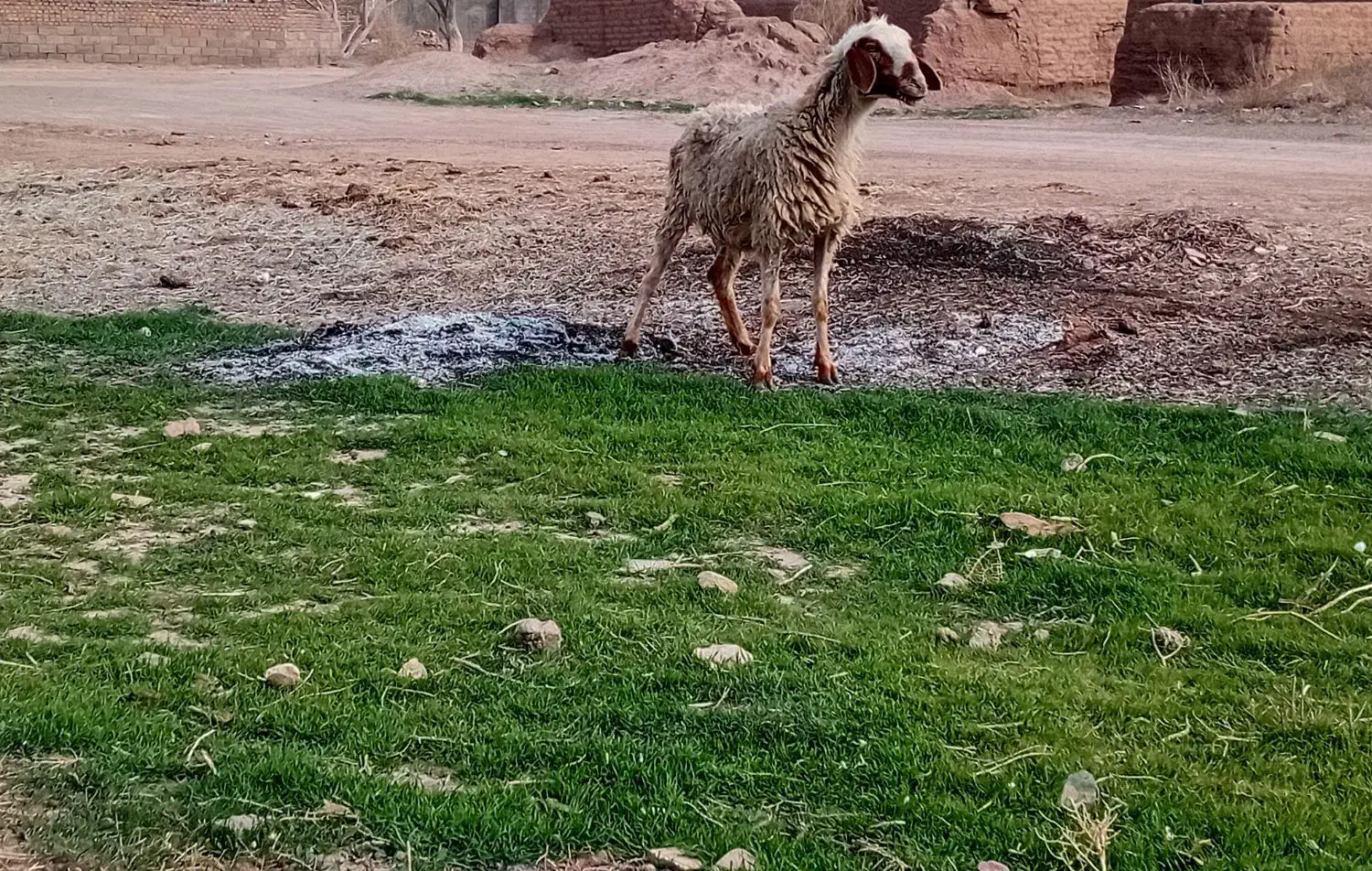 میش‌گوزلی‌|حیوانات مزرعه|سده (خراسان جنوبی), |دیوار