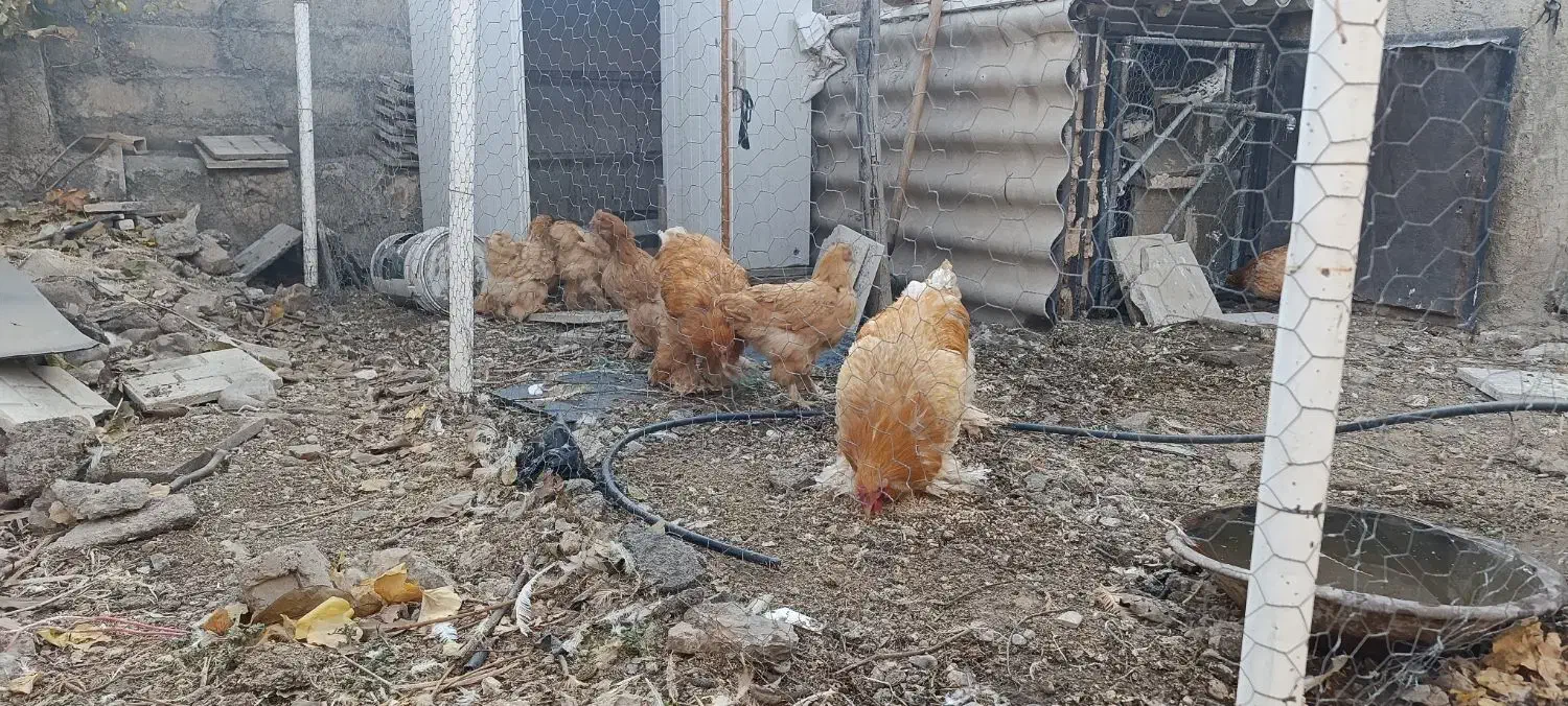 مرغ و خروس برهما|حیوانات مزرعه|بیستون, |دیوار