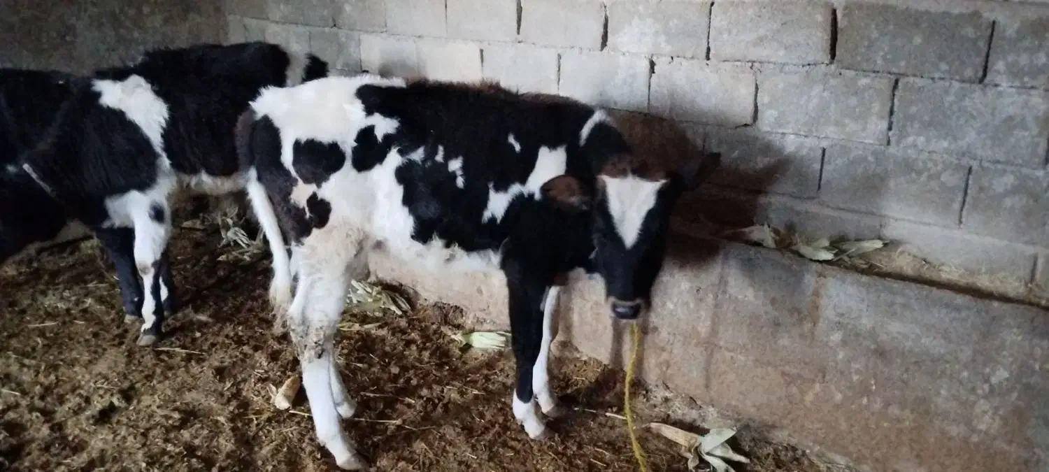 چهارعدد گوساله دوتا نر دوتا ماده|حیوانات مزرعه|کوهدشت, |دیوار