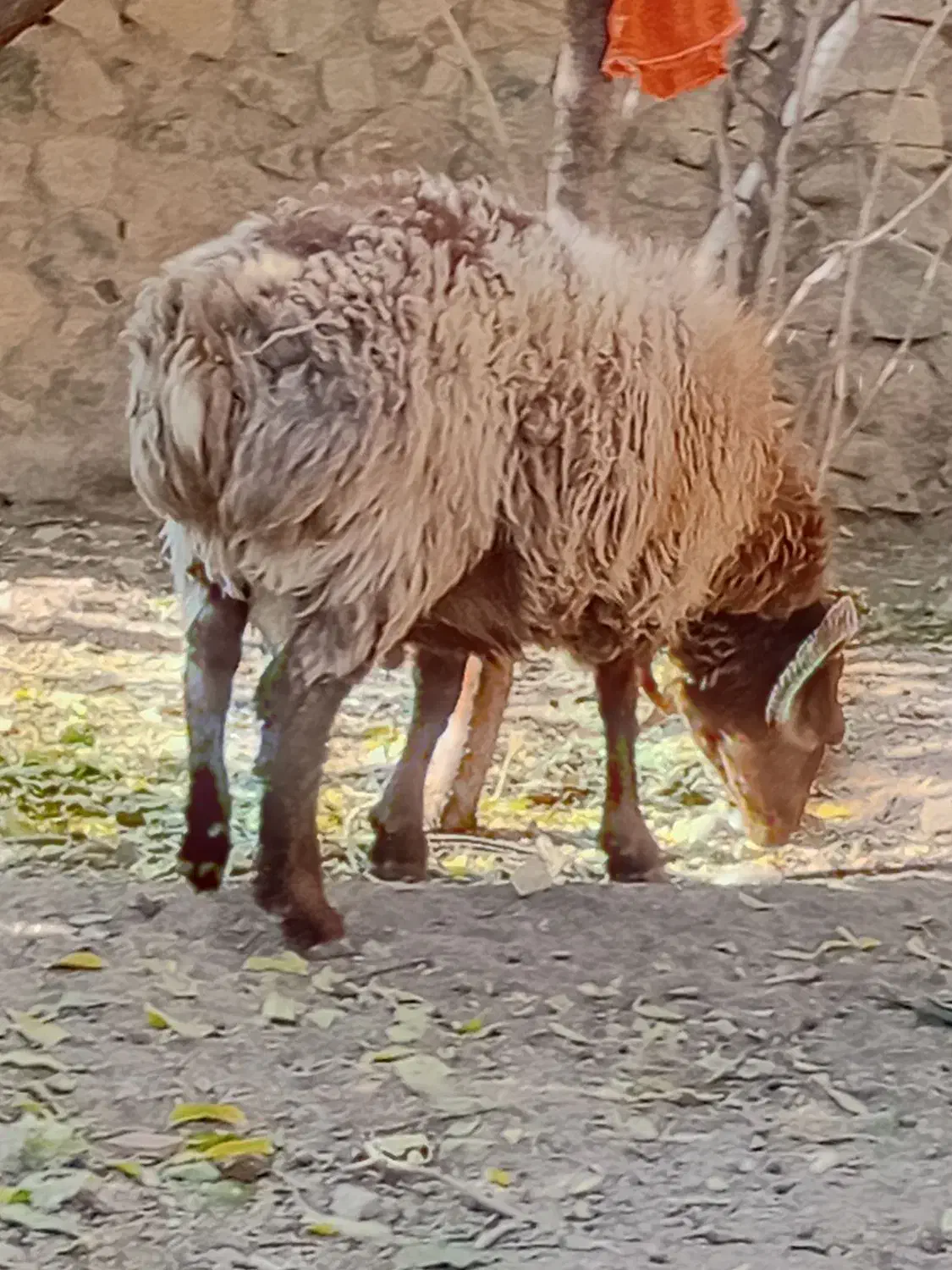 شیشک دورگ چینی|حیوانات مزرعه|رابر, |دیوار