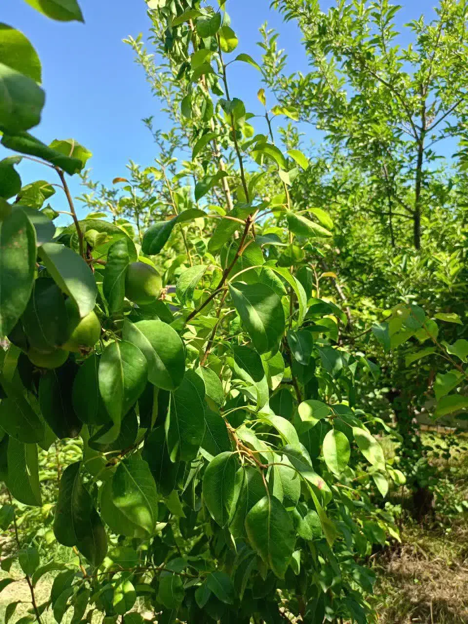 فروش باغچه دور دیوار|فروش خانه و ویلا|مشهد, کارده|دیوار