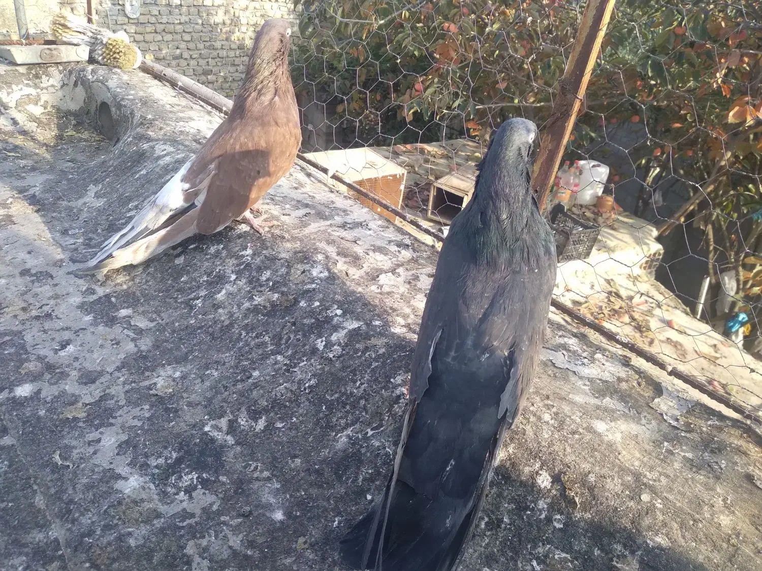 کبوتر|پرنده|آزادشهر, |دیوار