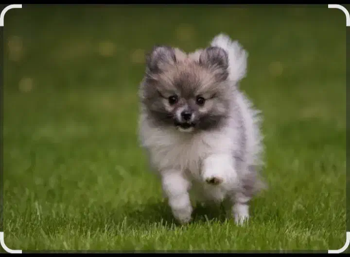 سگ نر پامرین|سگ|محمدشهر, محمدشهر|دیوار