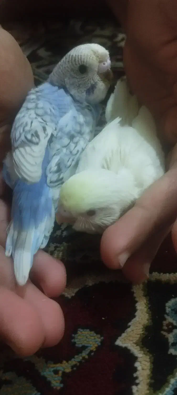 مرغ عشق|پرنده|بندرعباس, |دیوار