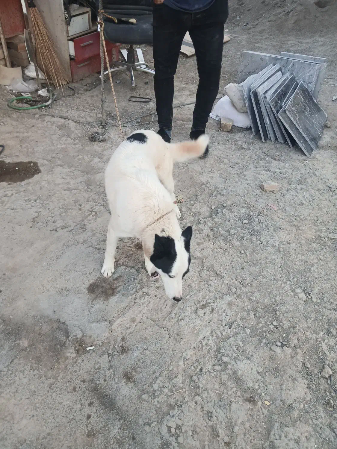 سگ هاسکی|سگ|قم, سراجه (۱۵ خرداد)|دیوار