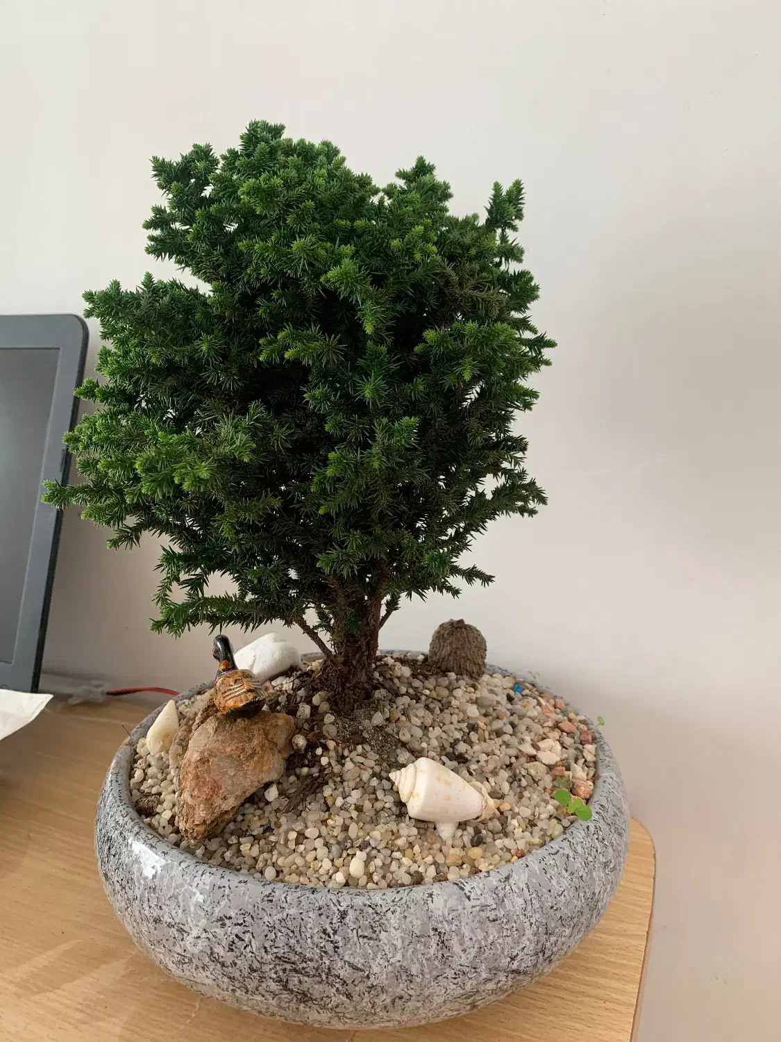 گل گیاه|گل و گیاه طبیعی|اهر, |دیوار