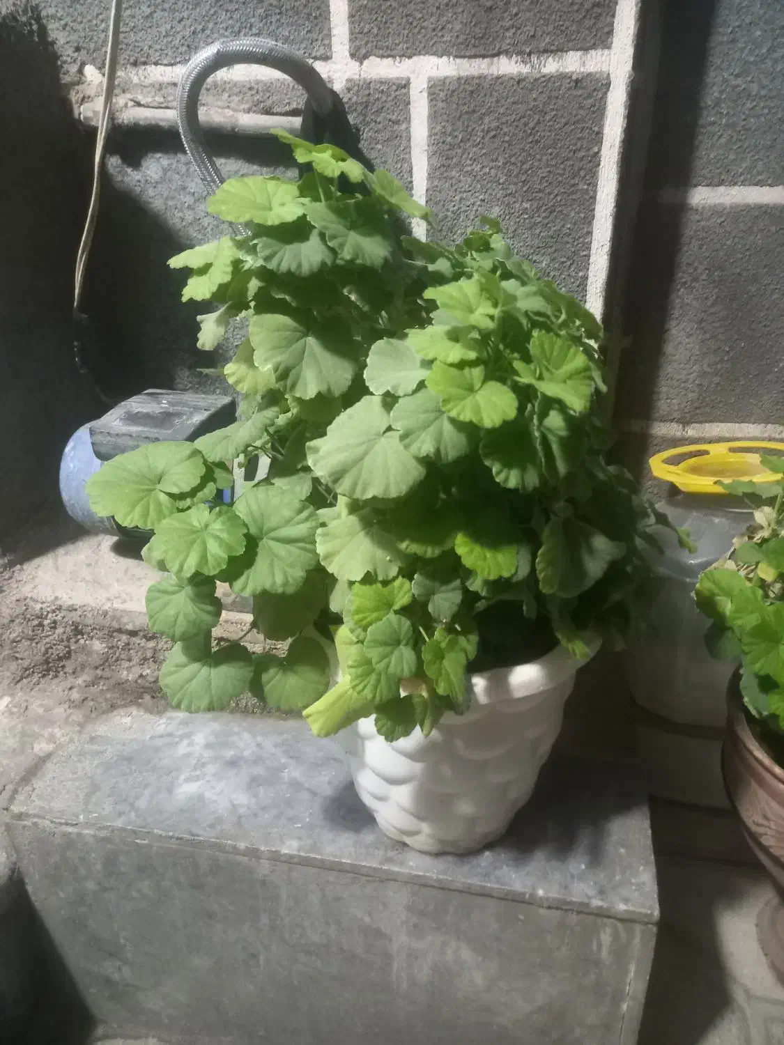 گل و گیاه طبیعی|گل و گیاه طبیعی|کوهدشت, |دیوار