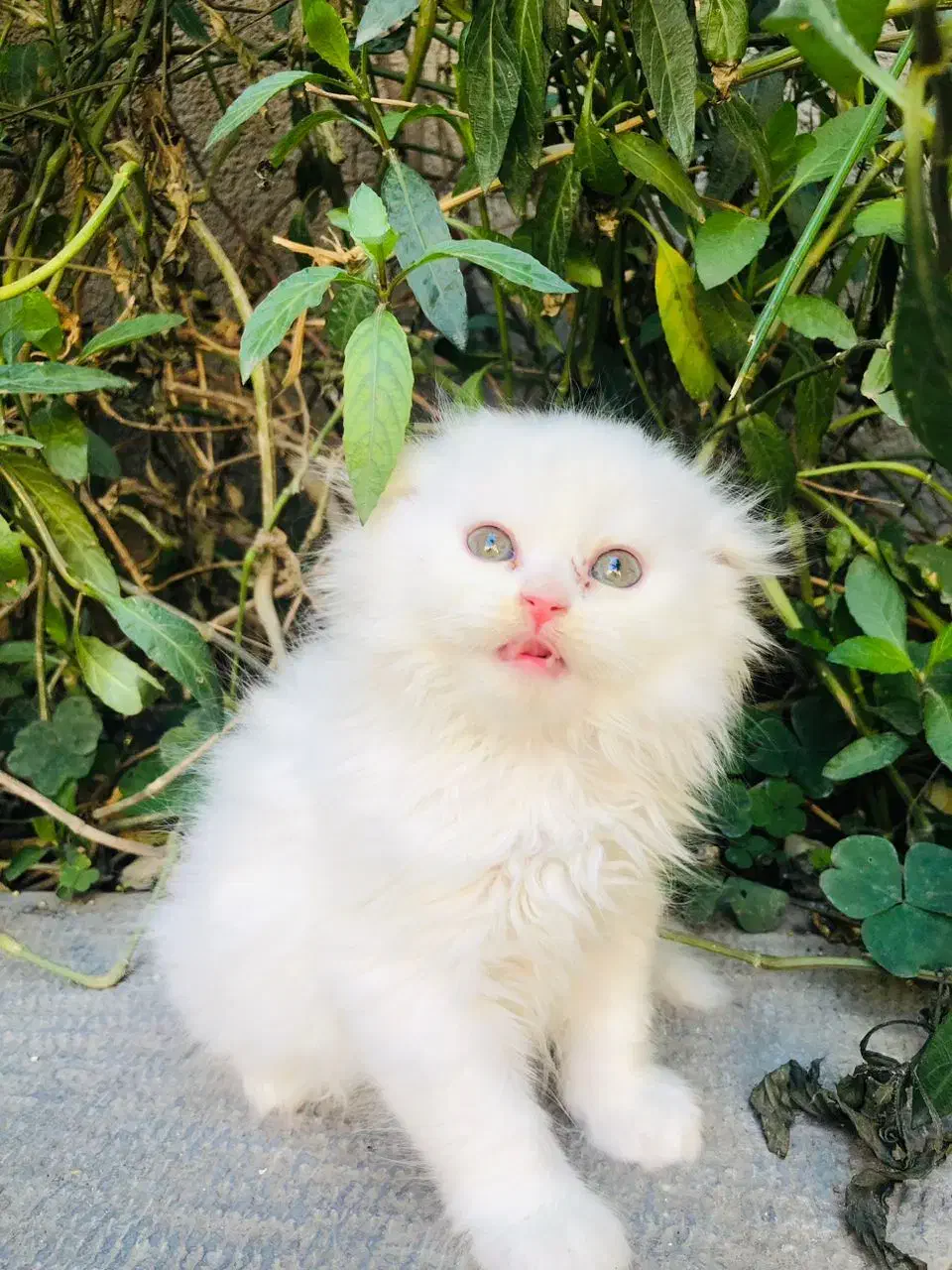 بچه گربه اسکاتیش پرشین|گربه|اهواز, کیانپارس |دیوار