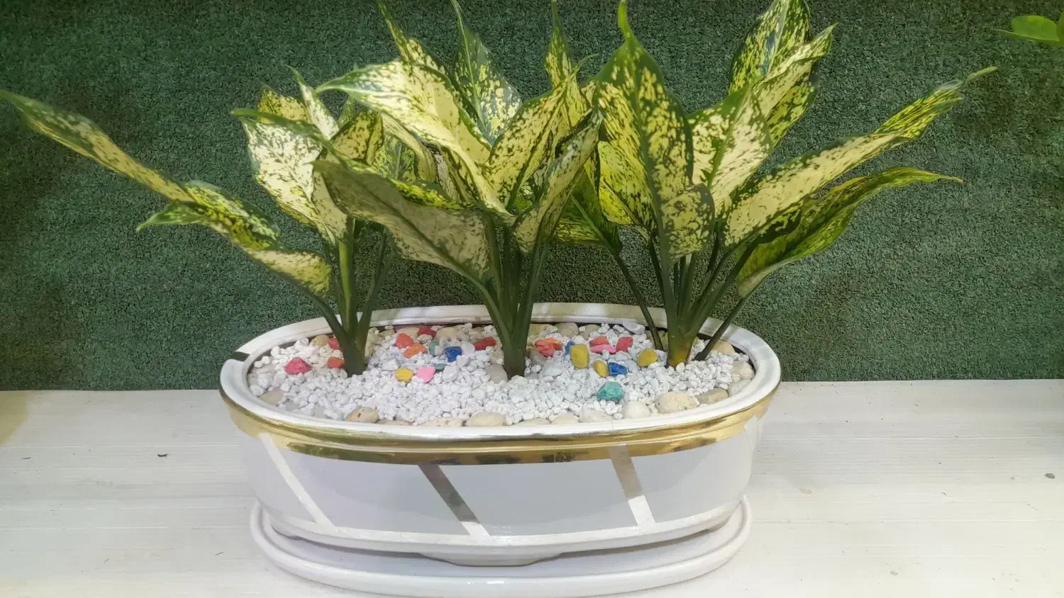 گلدان و گل|گل و گیاه طبیعی|قم, شاه ابراهیم|دیوار