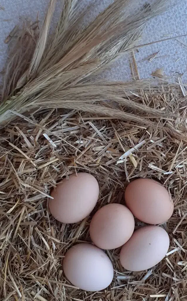 تخم لاری تخم برهمادوتاشم دارم|حیوانات مزرعه|آستارا, |دیوار