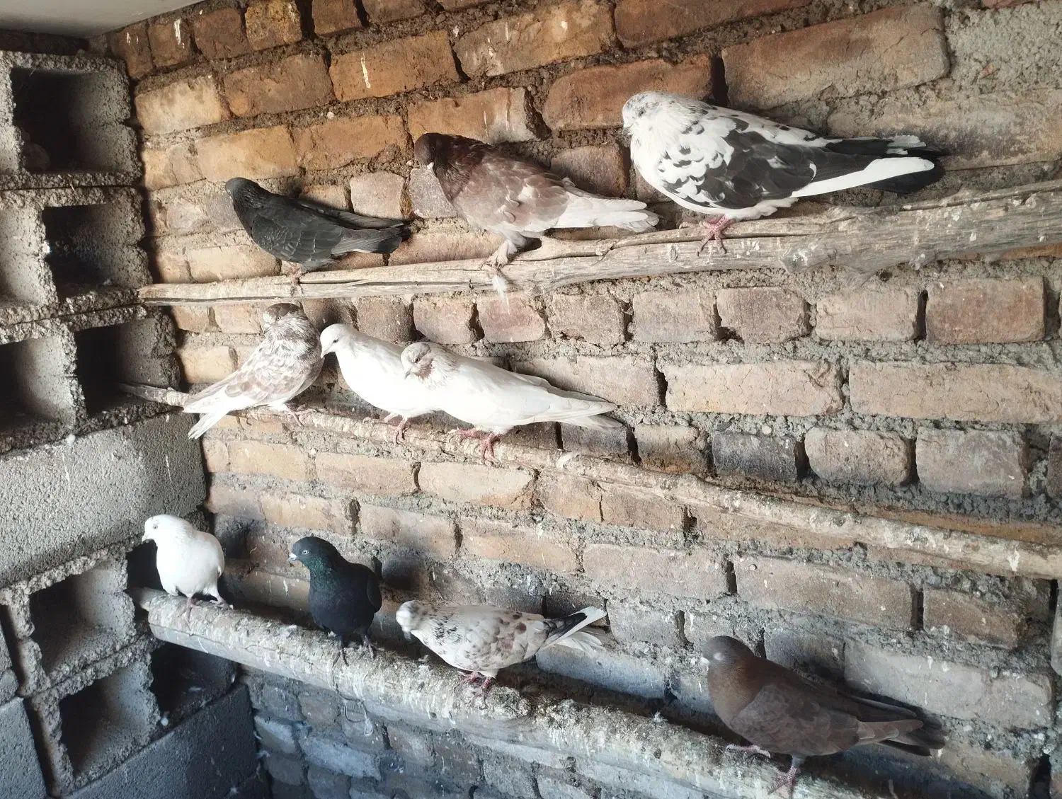 ۱۳عددکبوتر به فروش می‌رسد همشونو گرفتم میفروشم|پرنده|نوشین شهر, |دیوار