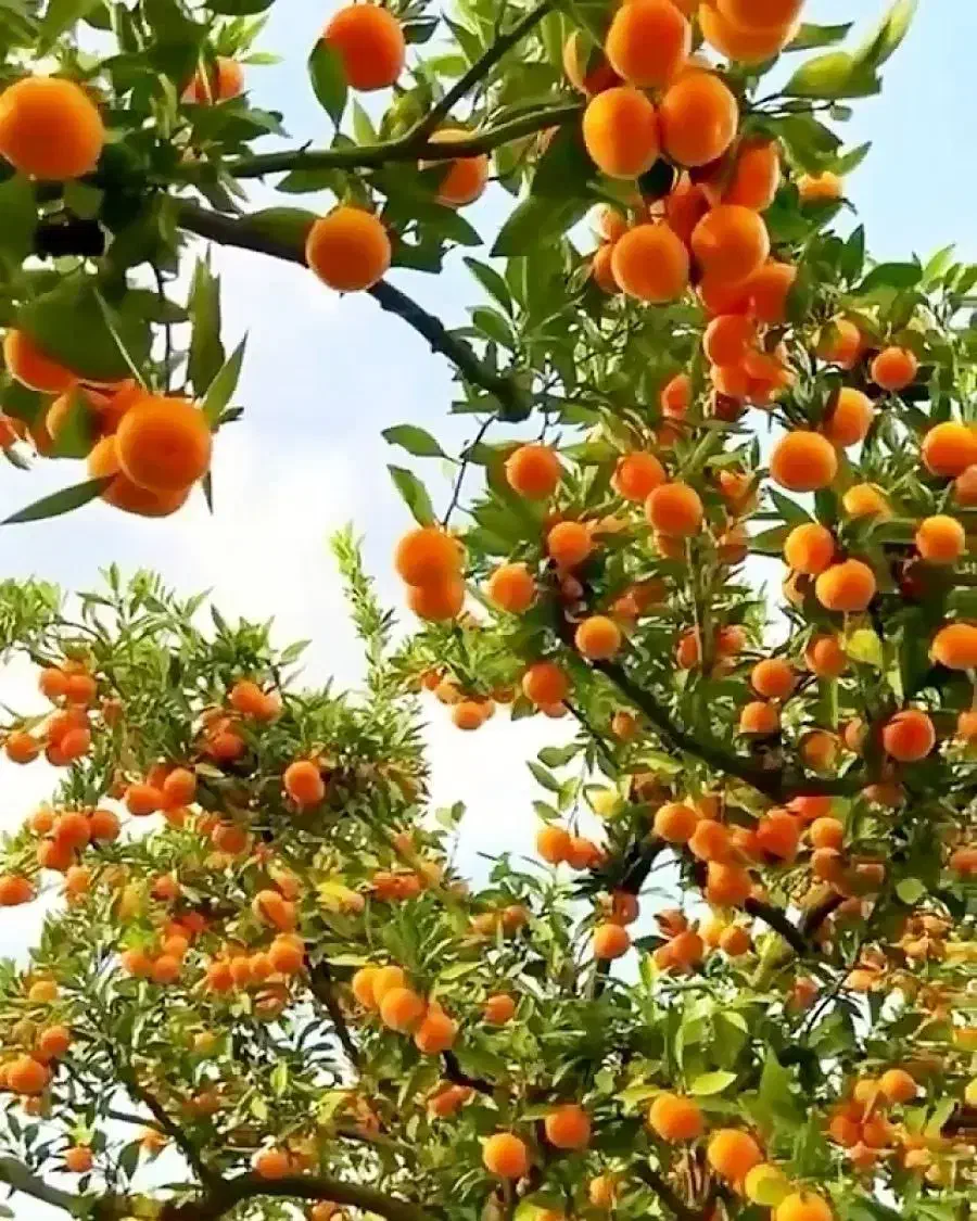 زمین بافت شهری متراژ ۲۵۸۰ متر عباس آباد به کلاردشت|فروش زمین و ملک کلنگی|عباس‌آباد, |دیوار