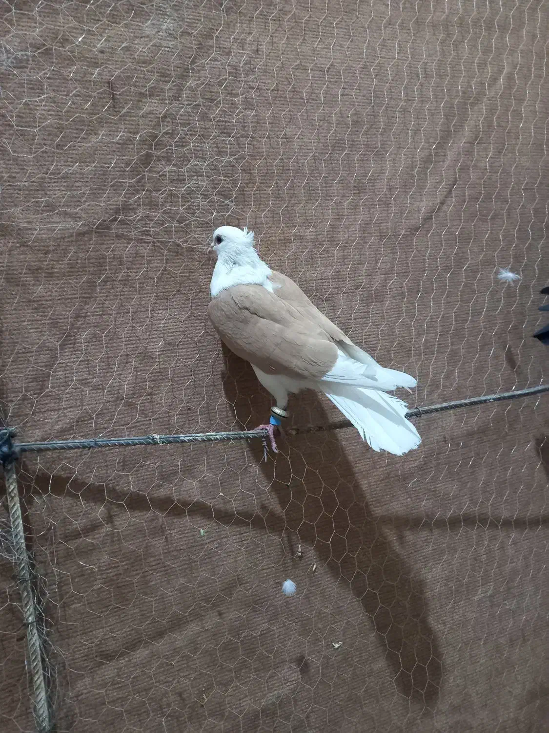 پشتی|پرنده|میان ولایت, |دیوار