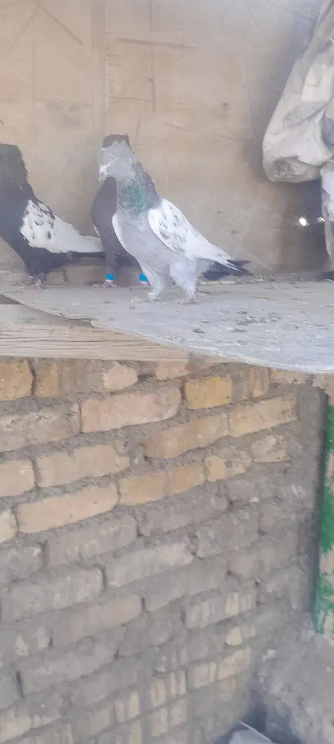 کفتره ببهونی بزن|پرنده|شیراز, شهرک گلها|دیوار