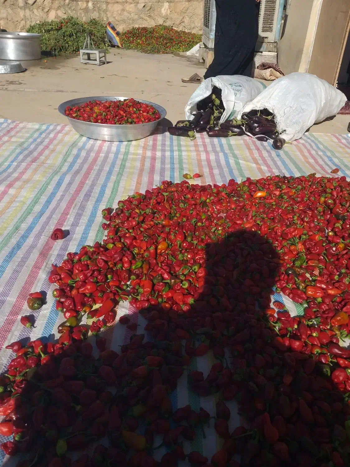 فلفل و بادمجان عمده سر مزرعه|خوردنی و آشامیدنی|شباب, |دیوار