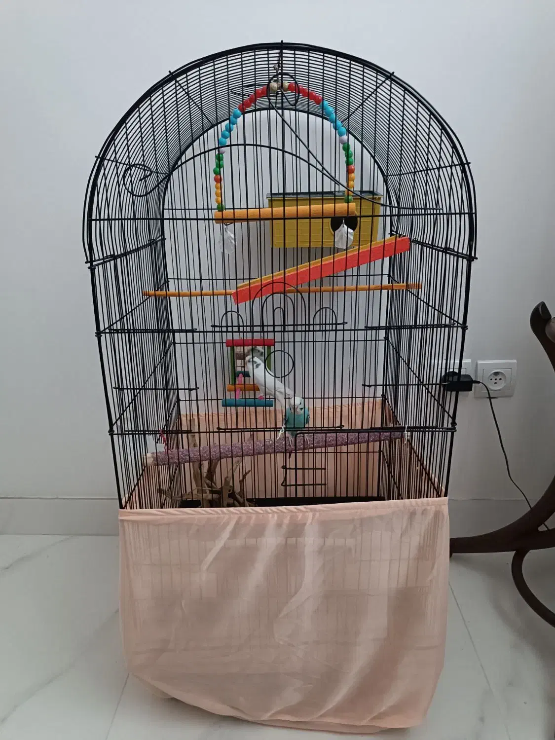 مرغ عشق|پرنده|تبریز, |دیوار