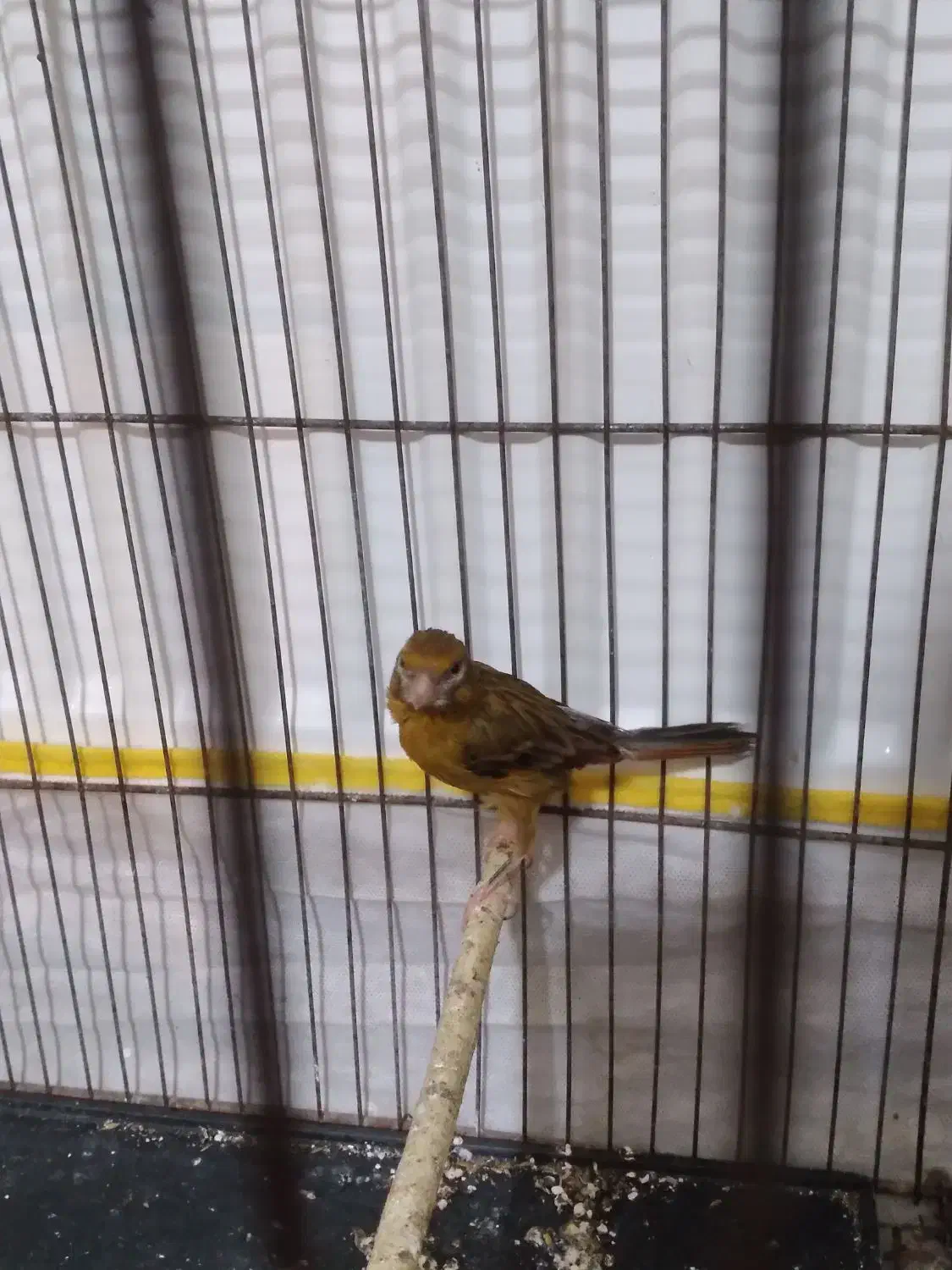 قناری ماده سبز سوخته اماده|پرنده|رودهن, |دیوار