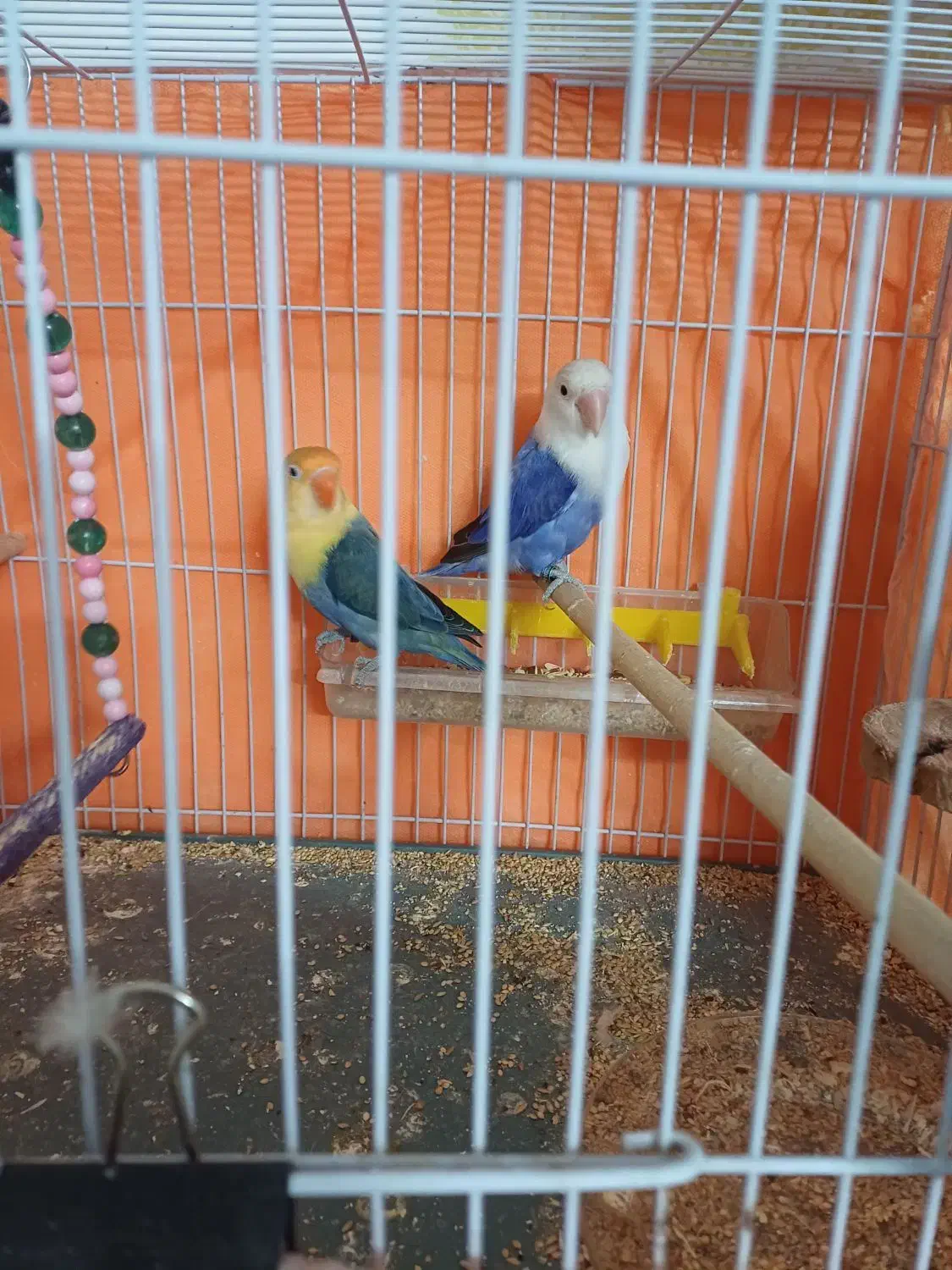 طوطی برزیلی|پرنده|مهریز, |دیوار