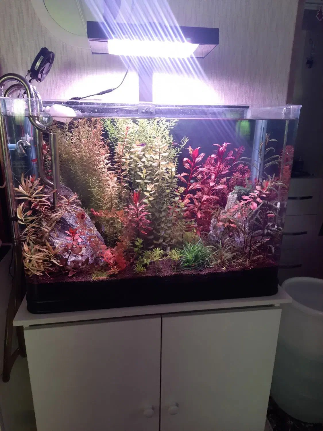 فروش اکواریوم k800 دلسا و میز و نور تهران شریمپ|ماهی|شیراز, فرهنگیان|دیوار