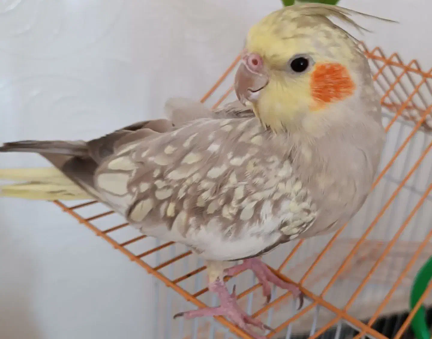 عروس هلندی گلباقالی نر دستی|پرنده|دهق, |دیوار