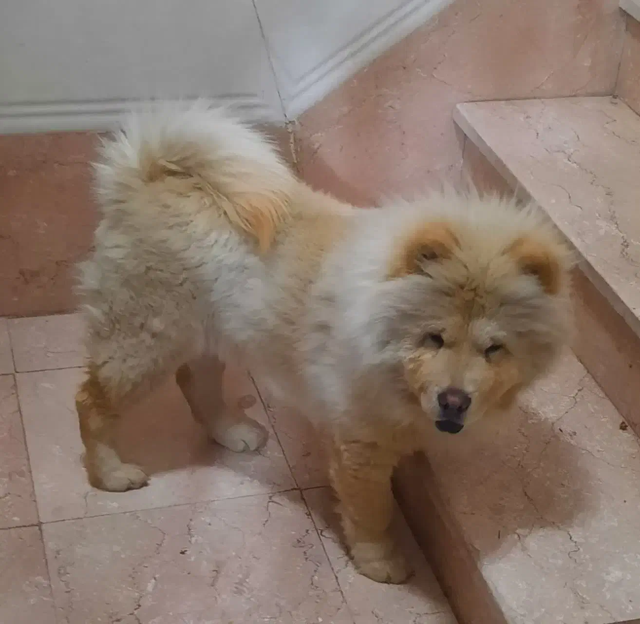 سگ چاو چاو|سگ|اسلام‌شهر, شهرک قائمیه|دیوار