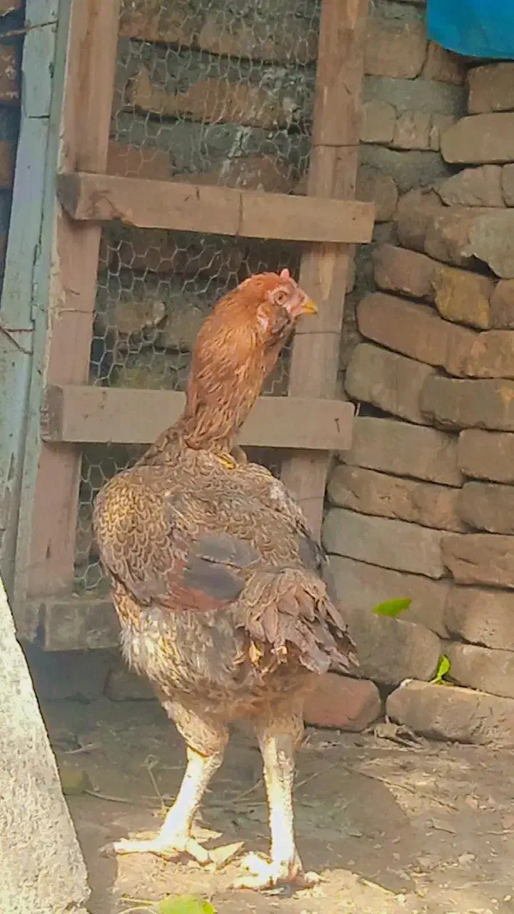 مرغ لاری|حیوانات مزرعه|کردکوی, |دیوار