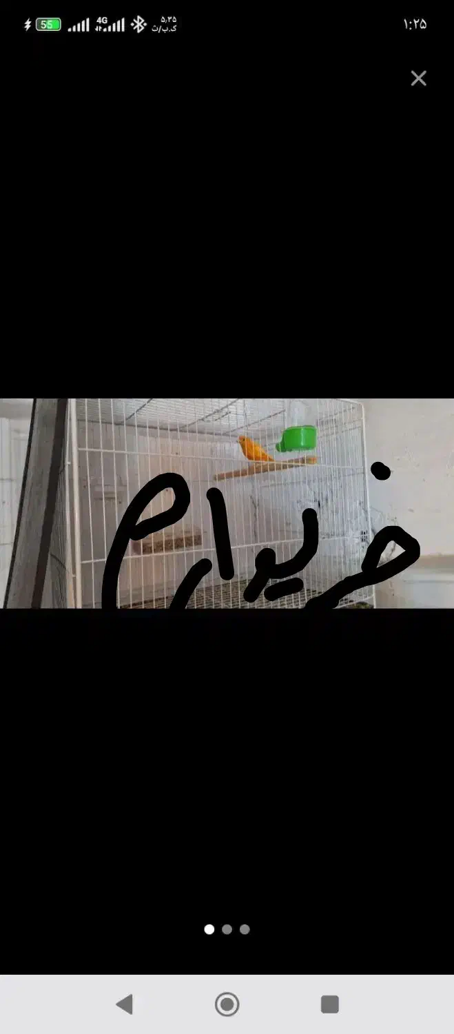 مغازه قناری خرید...|پرنده|سبزوار, شرق کال جنوبی (شمس آبادی)|دیوار