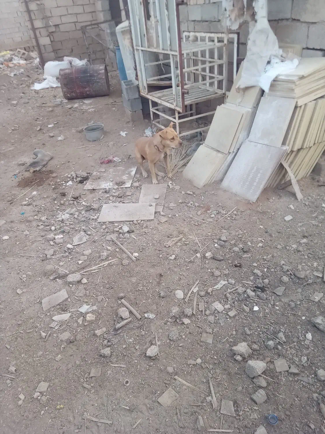 در امیدیه|سگ|امیدیه, |دیوار