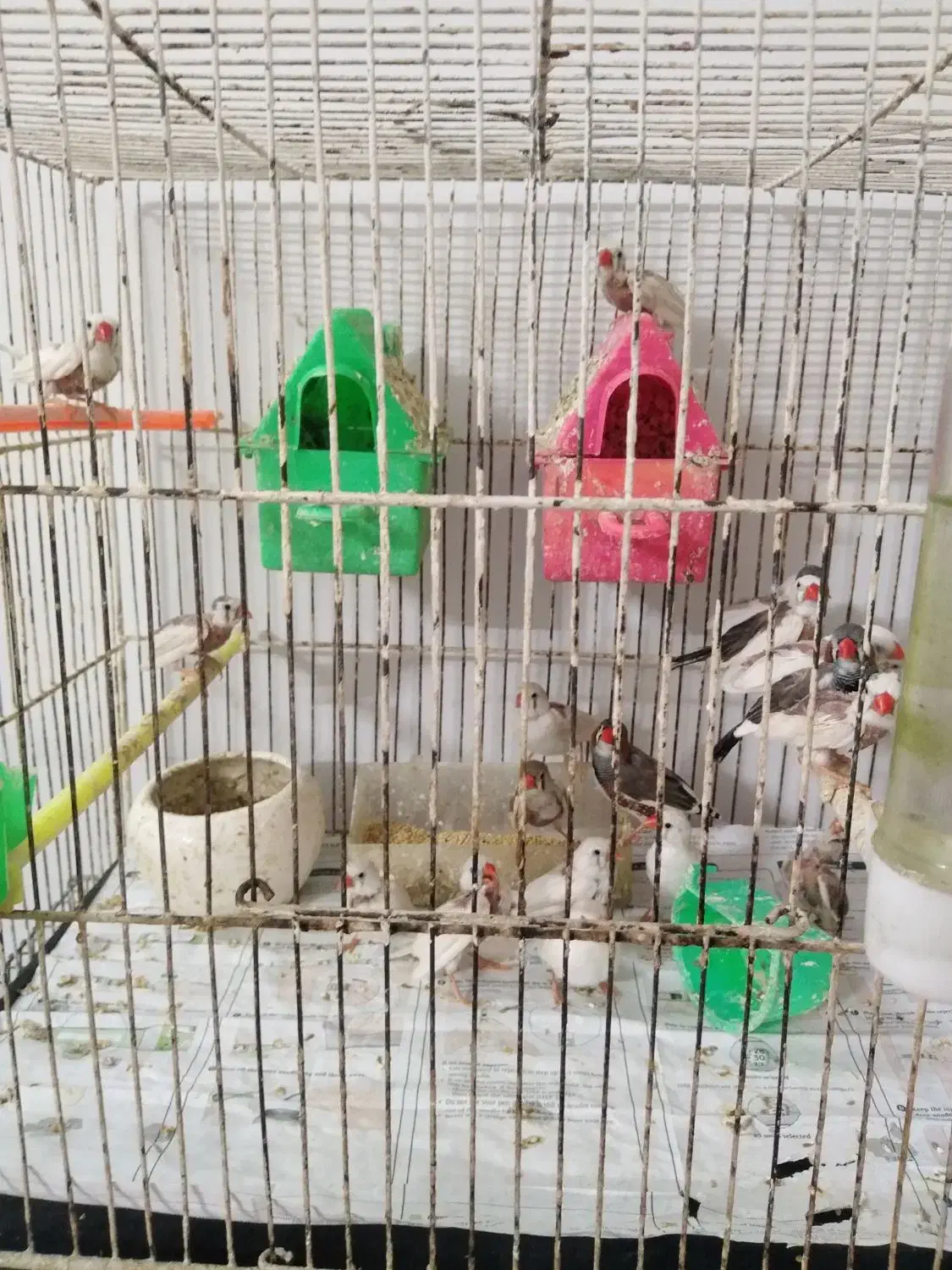 فنچ|پرنده|مشهد, نکاح|دیوار