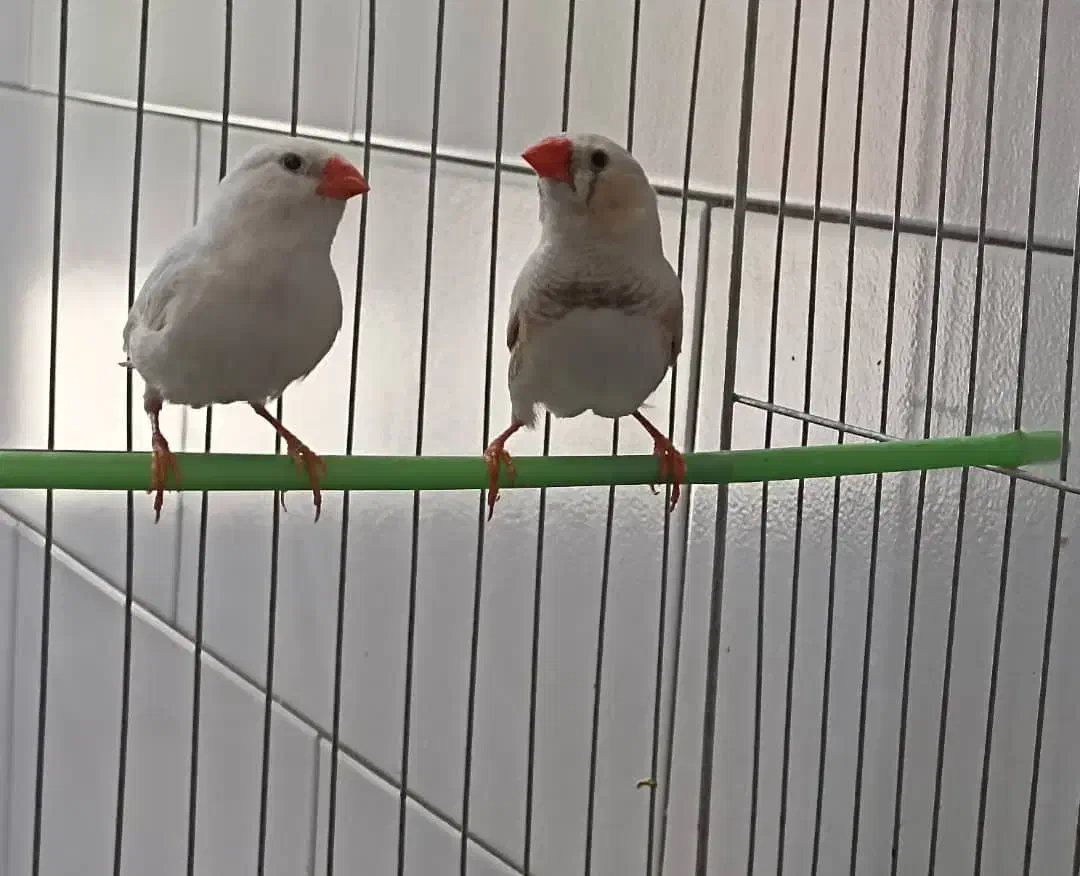 فنچ مرغ عشق پروانه ای عروس هلندی طوطی کتوله|پرنده|کرمان, |دیوار