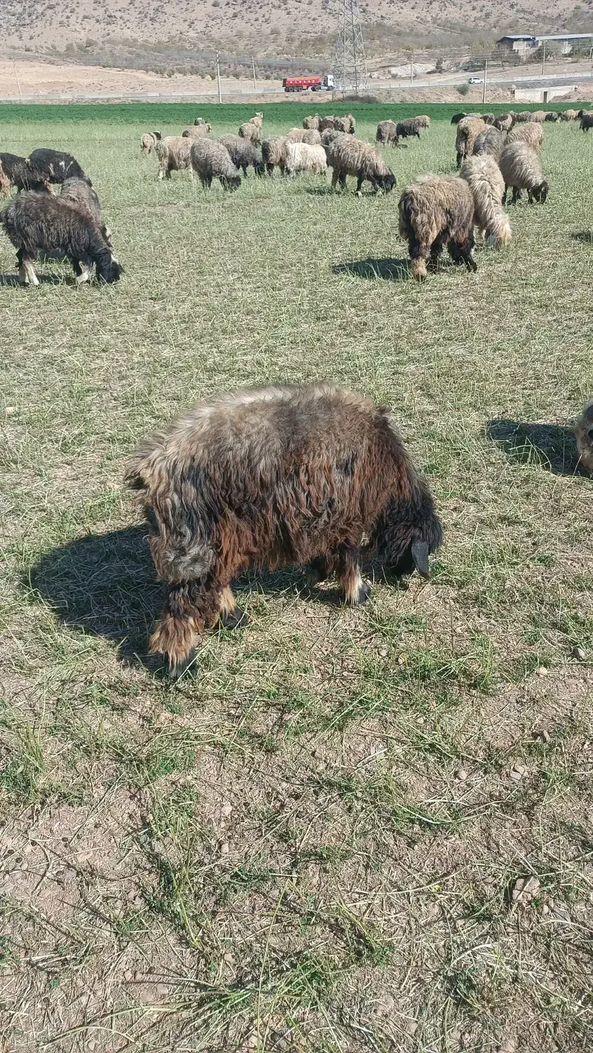 دو عدد شیشک داشتی|حیوانات مزرعه|میانکوه, |دیوار