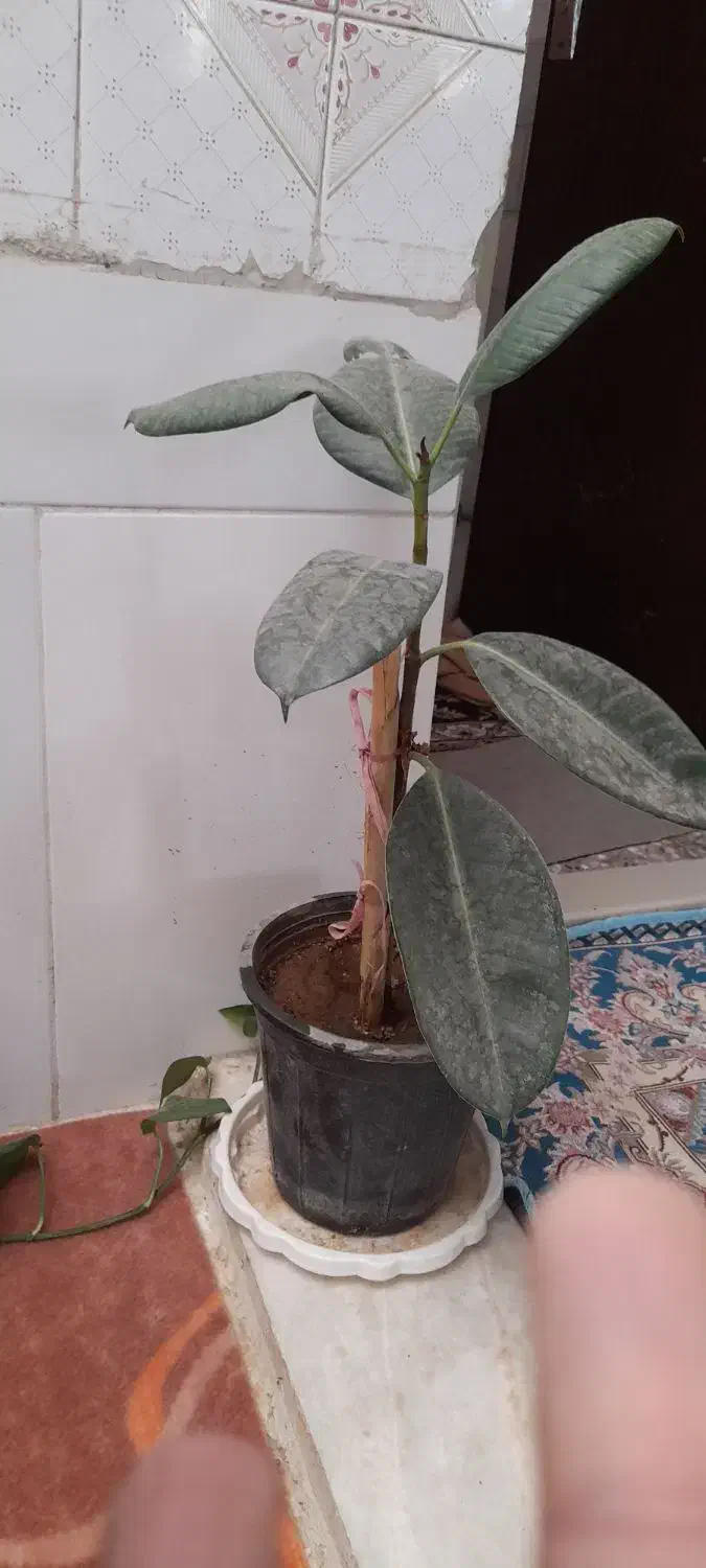 فروش  انواع  گل|گل و گیاه طبیعی|اردکان, |دیوار