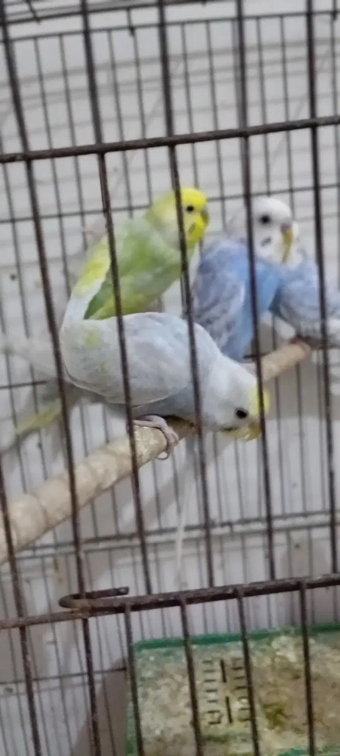 مرغ عشق رینبو|پرنده|بندرعباس, |دیوار