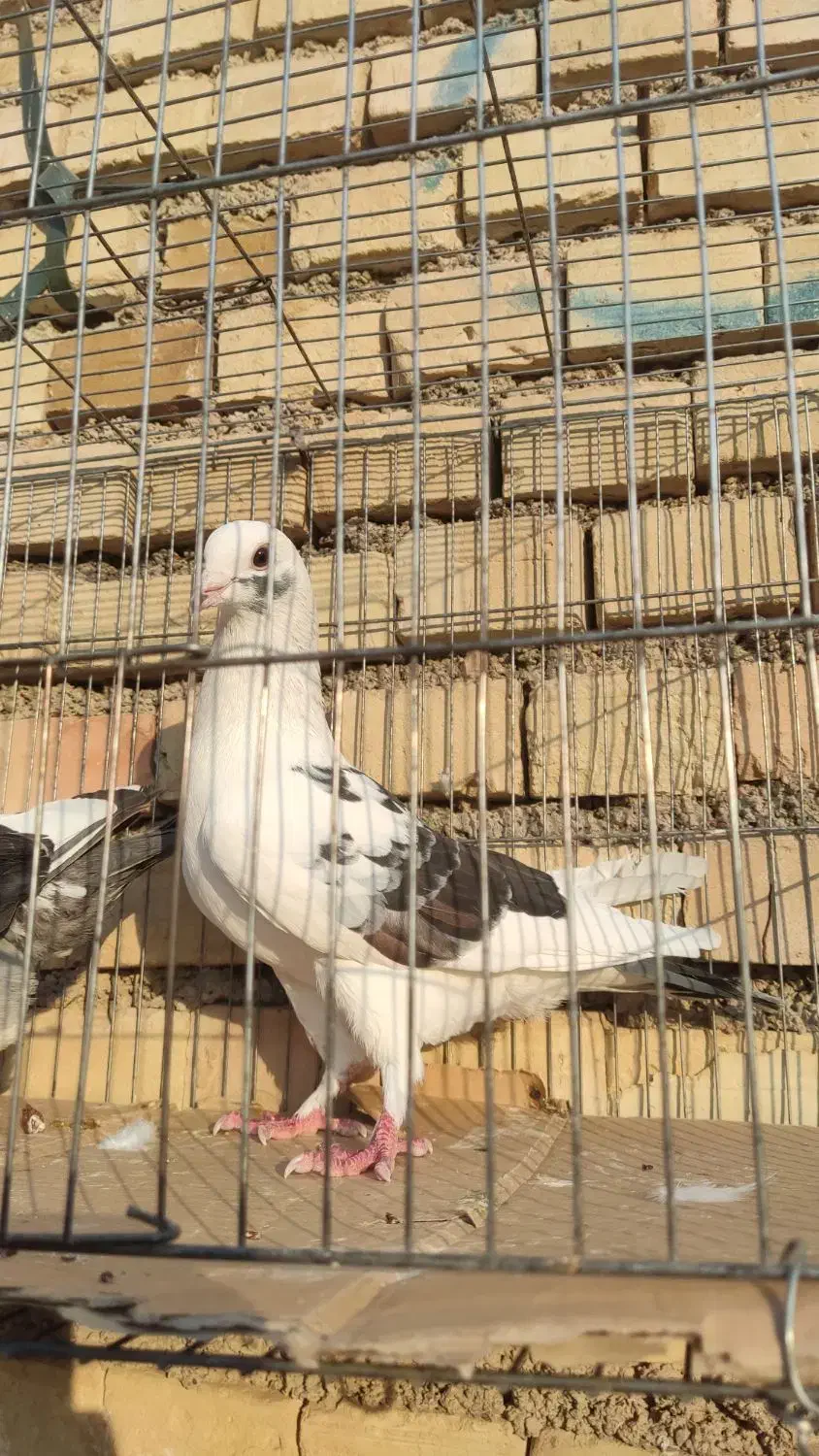 کبوتر دورگ|پرنده|کارون, |دیوار