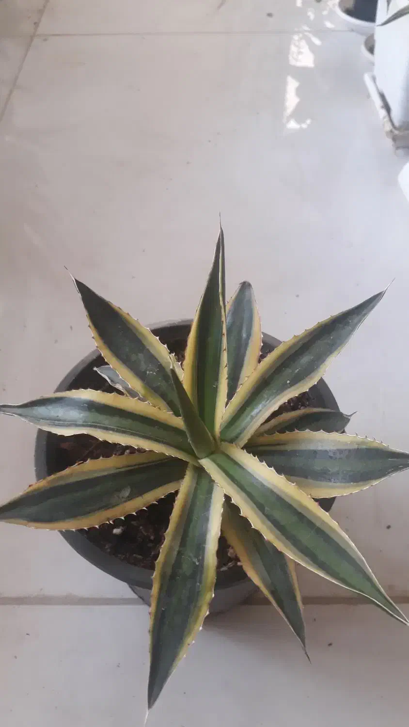 آگاو ابلق مینیاتوری|گل و گیاه طبیعی|بسطام, |دیوار