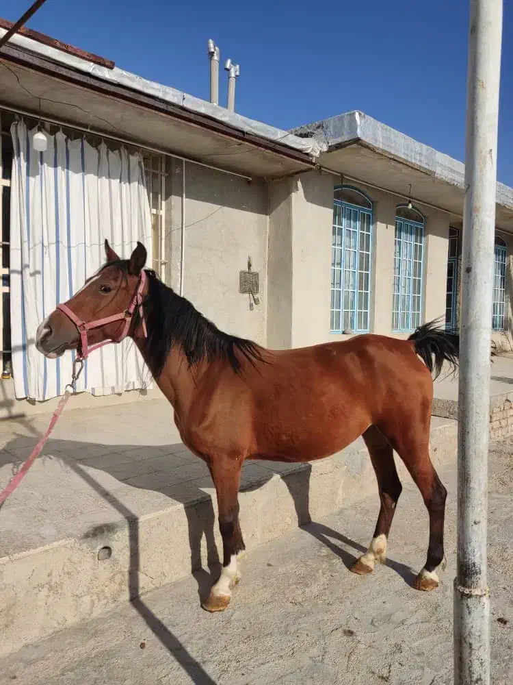 فروش یا معاوضه اسب مادیون دره‌شوری با نریونش|اسب و تجهیزات اسب‌سواری|مرودشت, مسجد رسول‎|دیوار