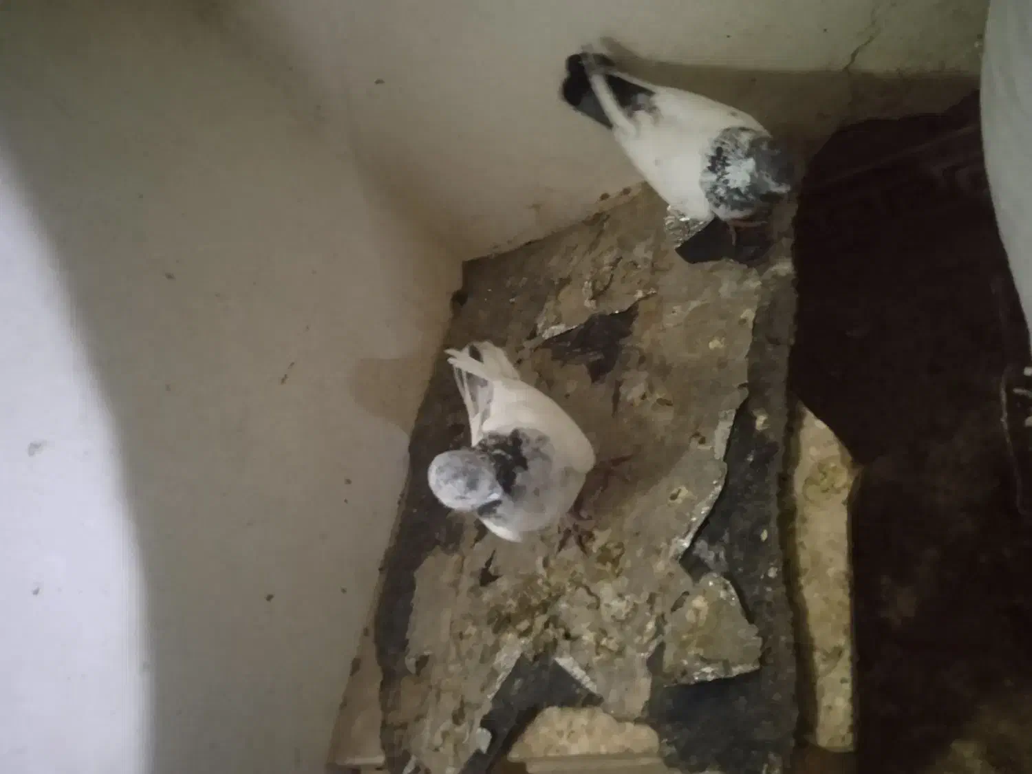 شادگان|پرنده|شادگان, |دیوار