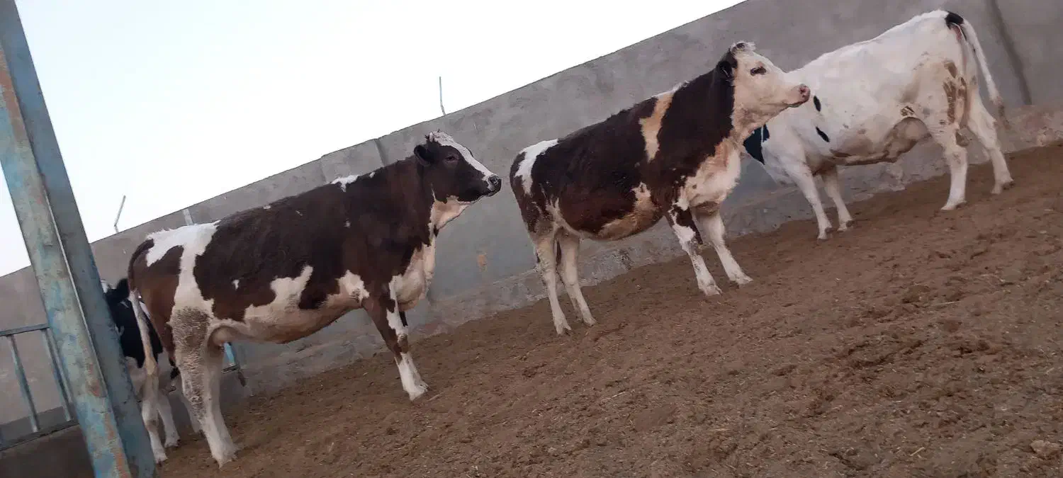 گاوشیری وتلیسه ابستن|حیوانات مزرعه|باشتین, |دیوار