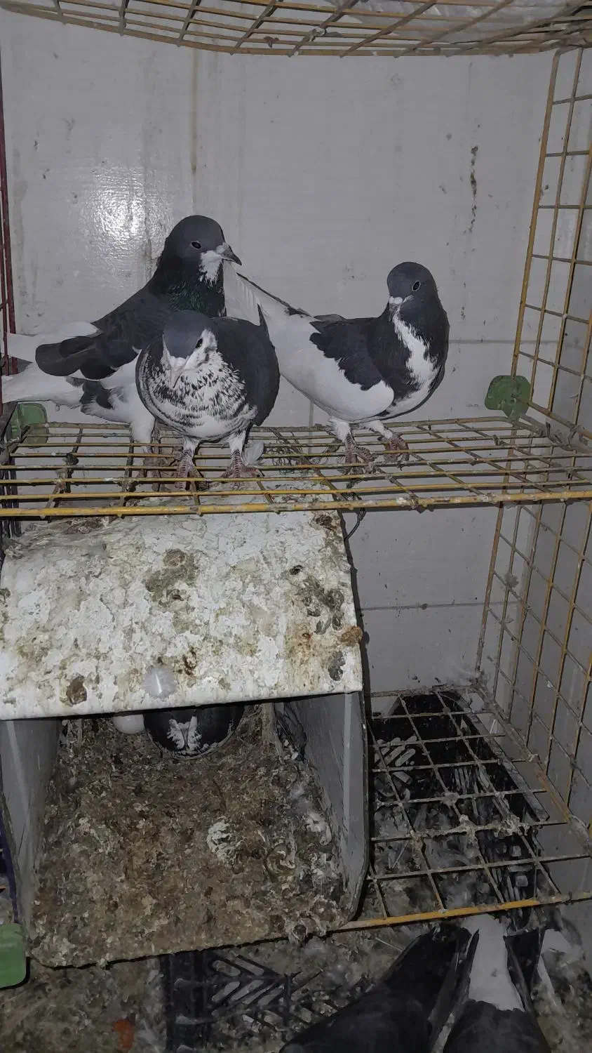 پرنده کفتر|پرنده|شیراز, شاهچراغ|دیوار