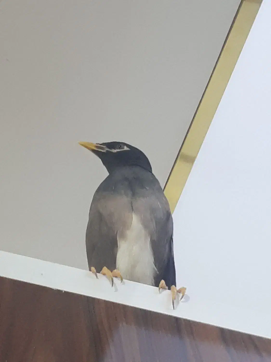 فروش مرغ مینا|پرنده|گرمسار, |دیوار