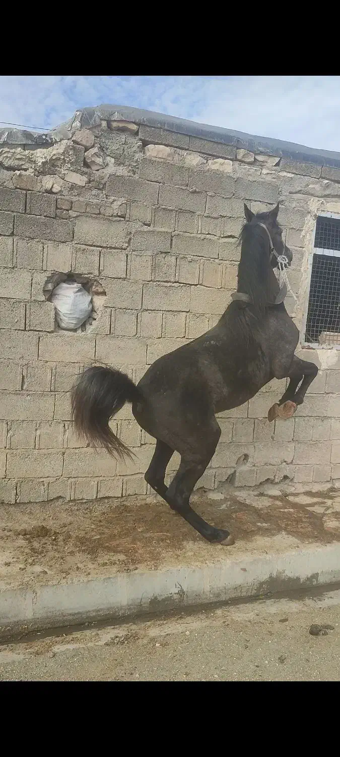 نریان شجره دارخوش فنوتیپ|اسب و تجهیزات اسب‌سواری|ایلام, |دیوار