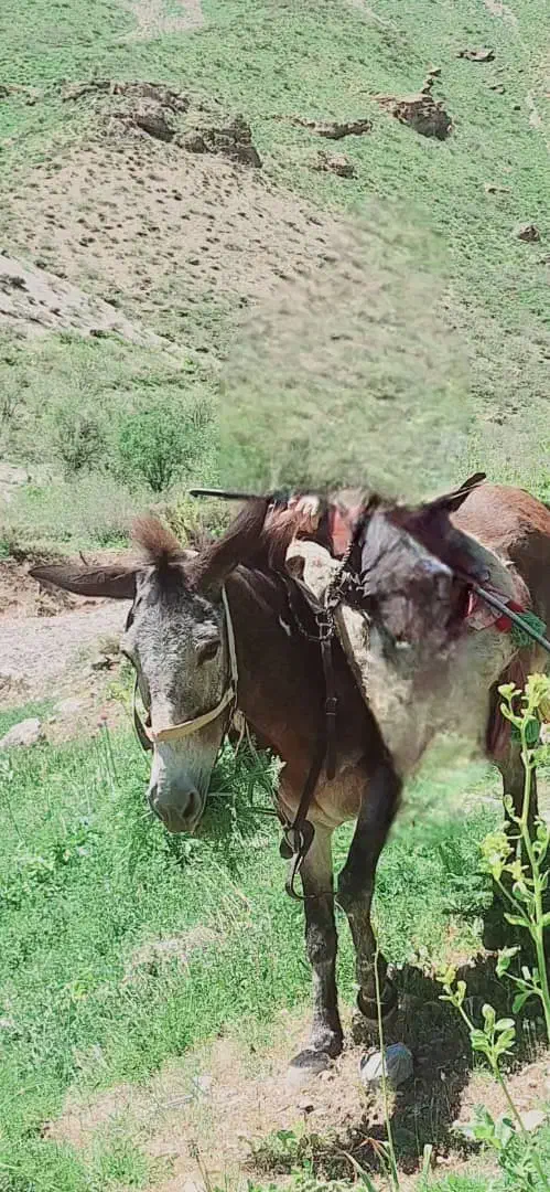 سلاخدمت دوستای گل این قاطردر.دورود.دزدیده شده است|حیوانات|رودشت (چهارمحال و بختیاری), |دیوار