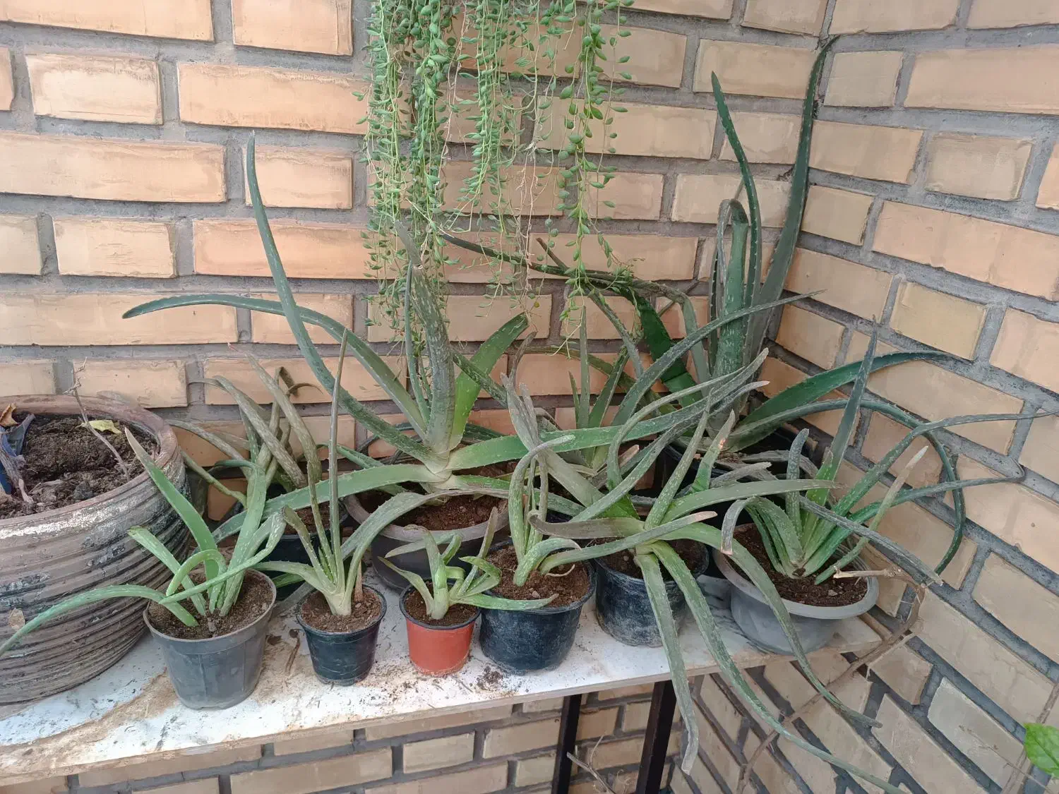 گل و کاکتوس|گل و گیاه طبیعی|نیشابور, بلوار گلها|دیوار