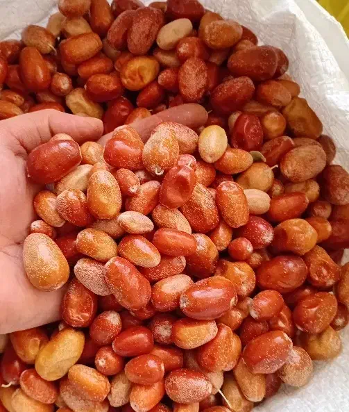 سنجد خشک شده|حراج|خرمدره, |دیوار